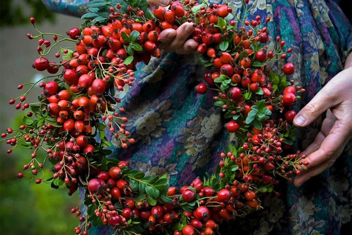 Adomex Rosehips