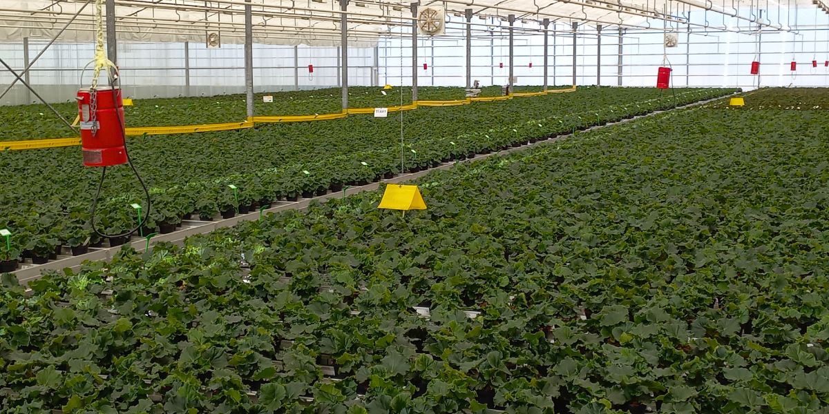 Young motherstock greenhouse Koppe Begonia 