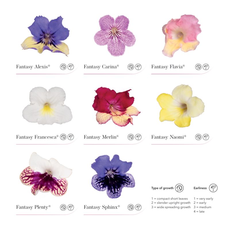 Streptocarpus Fantasy Koppe Begonia Streptocarpus Fantasy Koppe Begonia