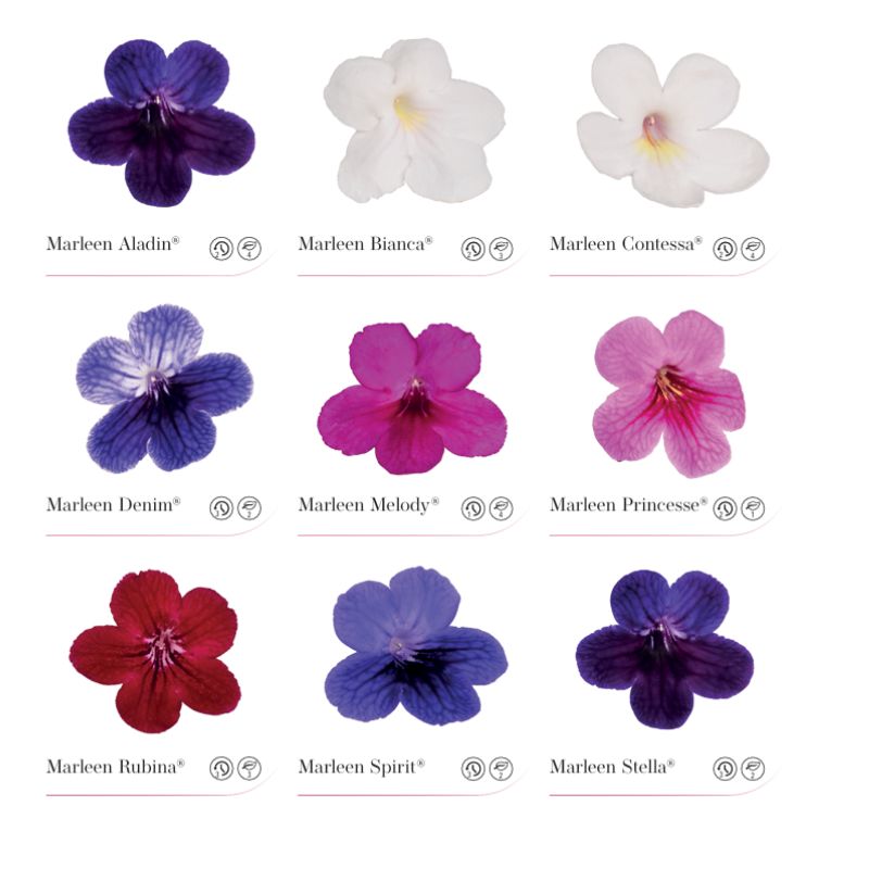 Streptocarpus Marleen Koppe Begonia Streptocarpus Marleen Koppe Begonia