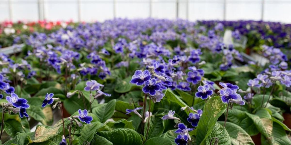 Streptocarpus Sphinx by Martintarha Streptocarpus Sphinx by Martintarha