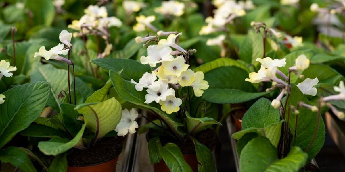 Streptocarpus Noami @ by Martintarha Streptocarpus Noami @ by Martintarha