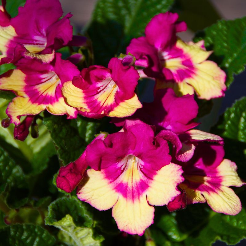 Streptocarpus Fantasy Merlin Koppe Begonia Streptocarpus Fantasy Merlin Koppe Begonia