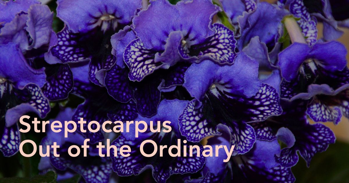 Streptocarpus Sphinx by Koppe Begonia