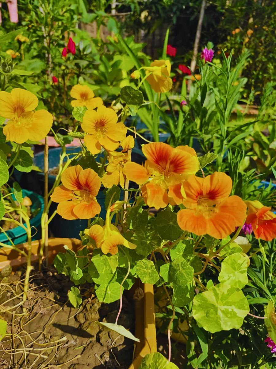 Nastartium Biodynamic Gardening and the Role of Flowers in This Practice