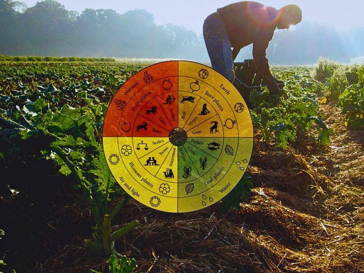 Biodynamic cultivation Biodynamic Gardening and the Role of Flowers in This Practice
