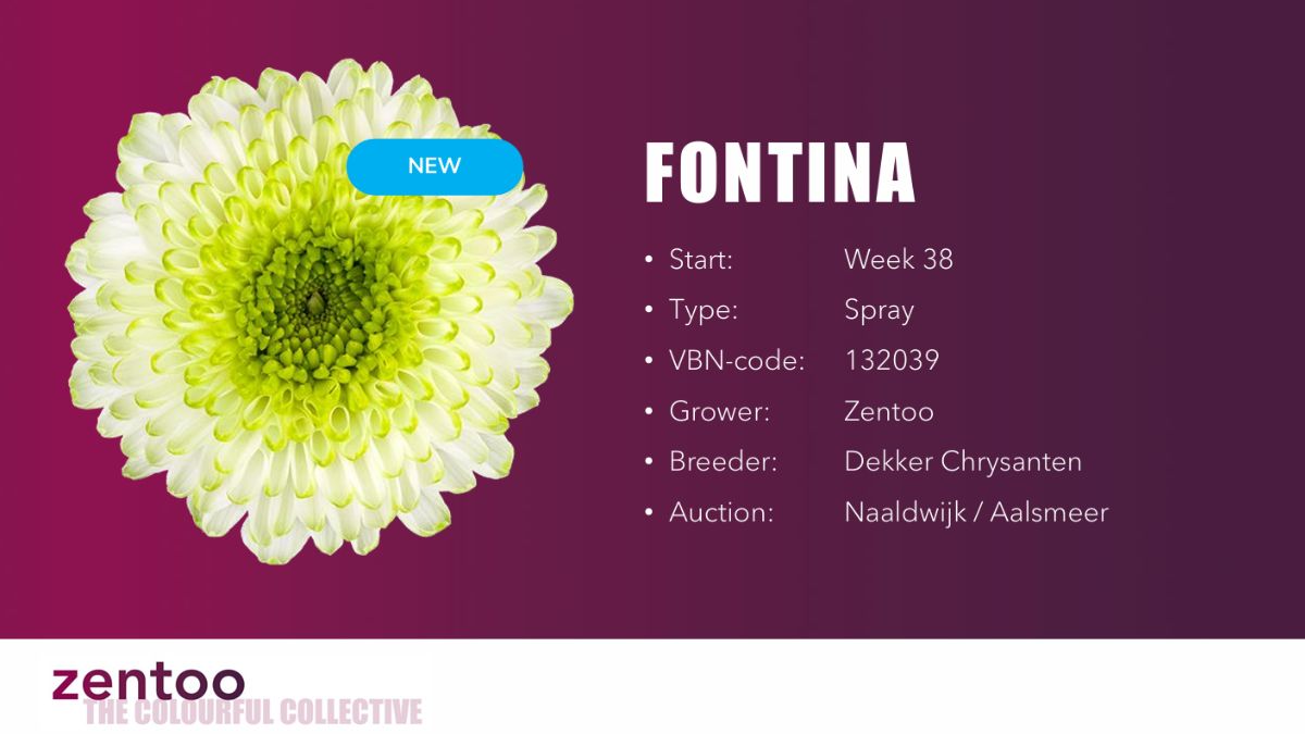 Chrysanthemum Fontina by Zentoo