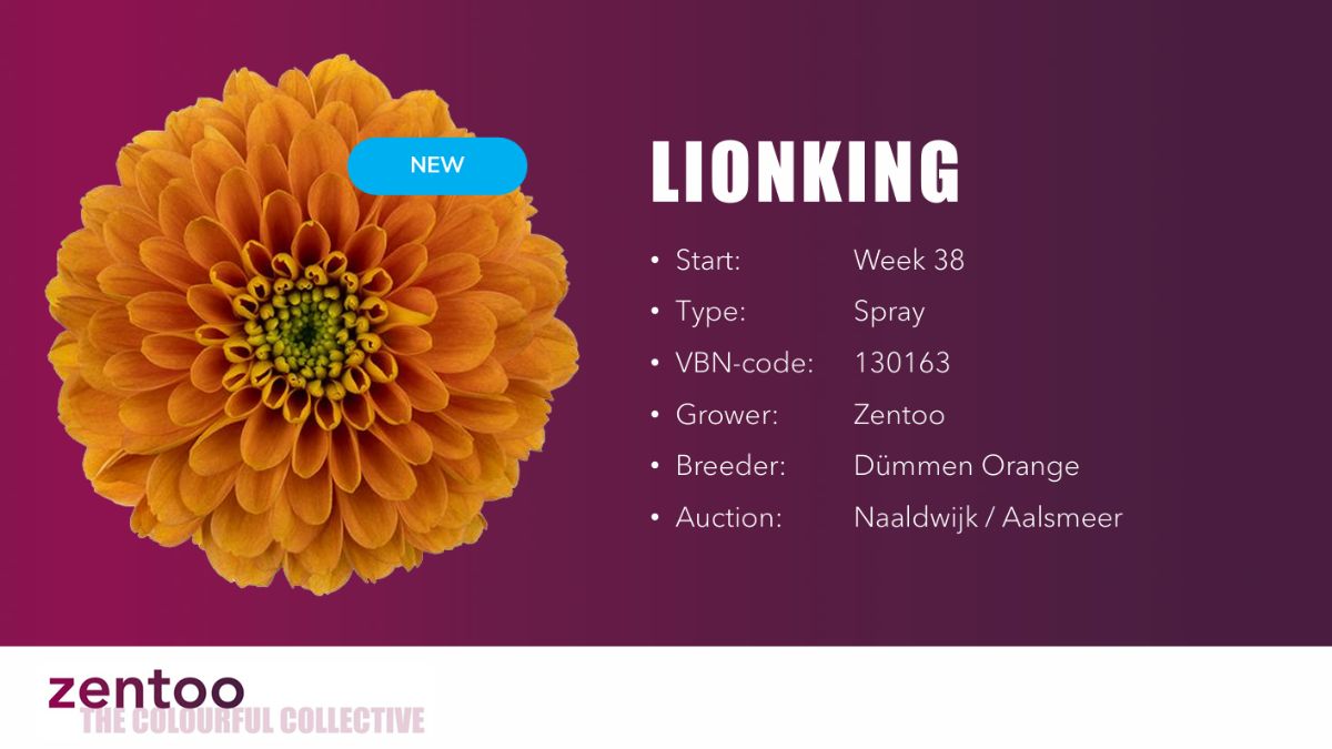 Chrysanthemum Lionking by Zentoo