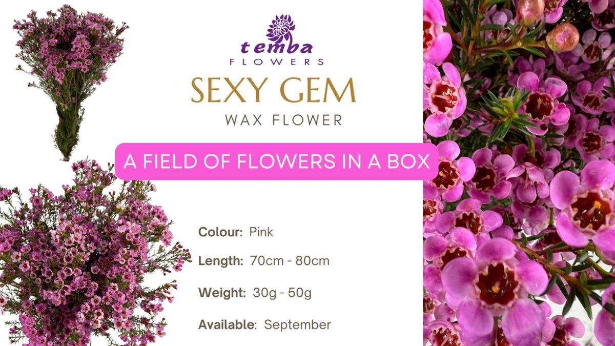 Waxflower Sexy Gem by Temba Flowers