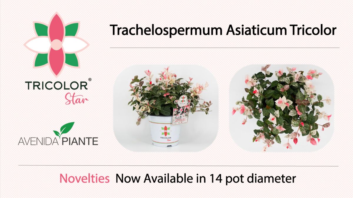 Trachelospermum Asiaticum Tricolor by Avenida Piante