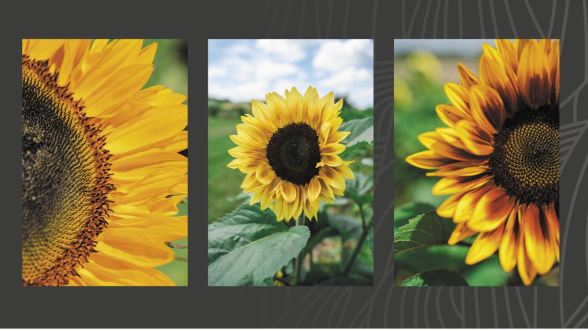 Sunflowers by Daily Sunshine in Decorum
