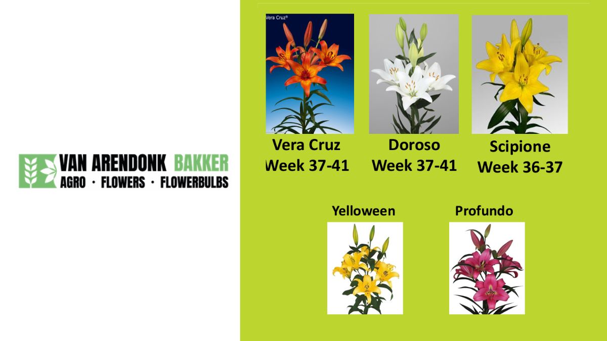 van Arendonk-Bakker Liliums