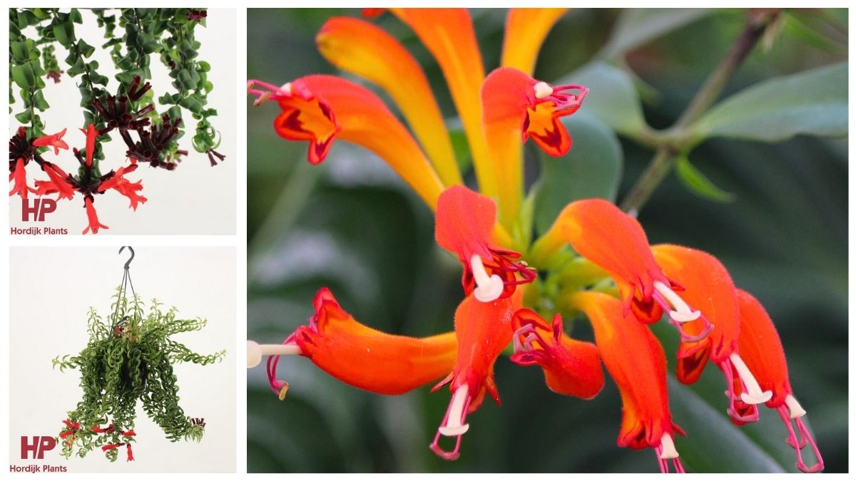 Aeschynanthus by Hordijk Plants Aeschynanthus by Hordijk Plants