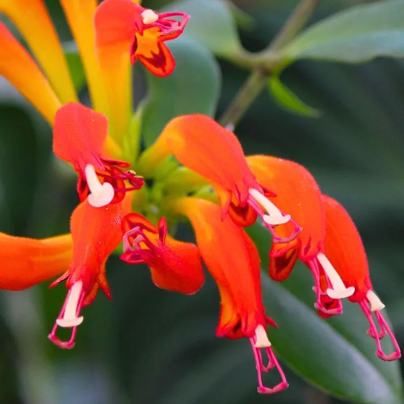Aeschynanthus by Natures observer808 featured