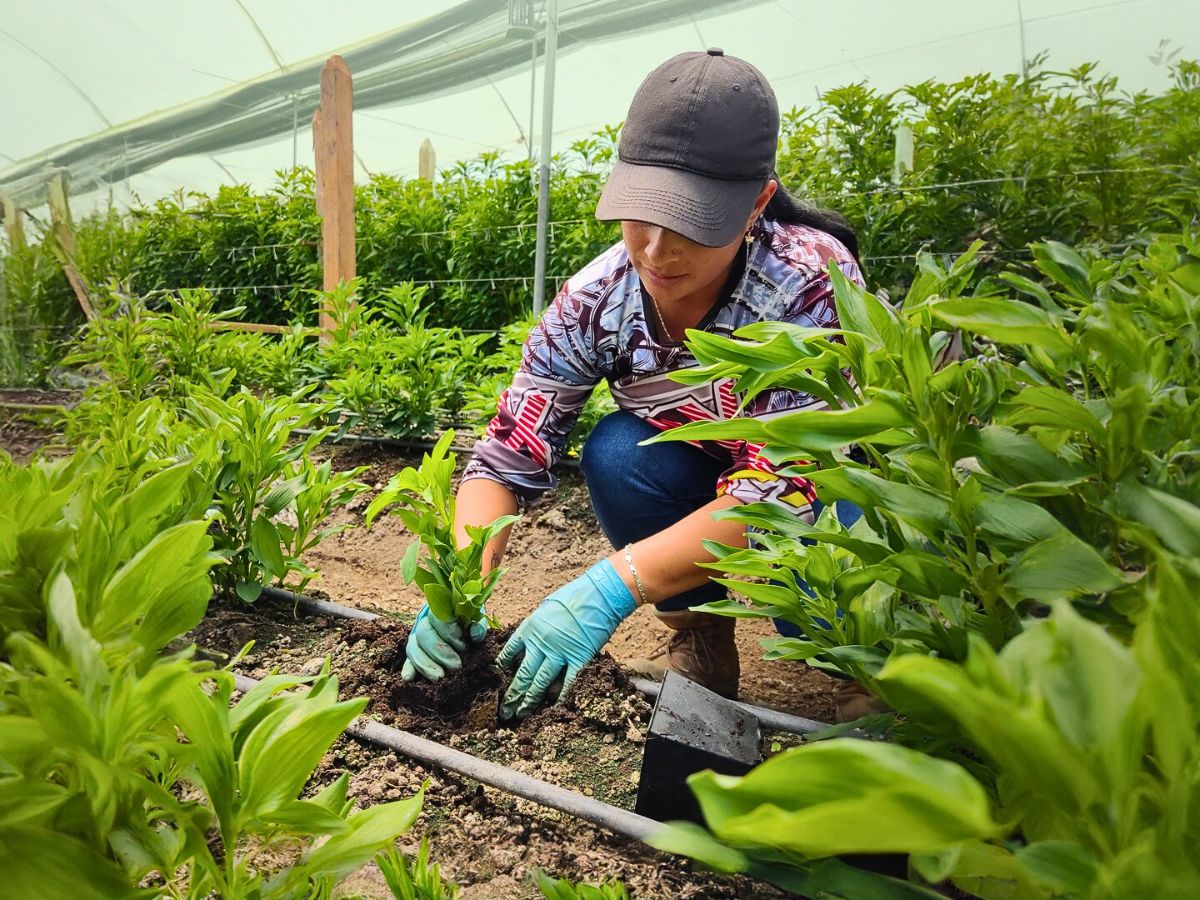 Flower cultivation Permaculture Practices in Sustainable Flower Production