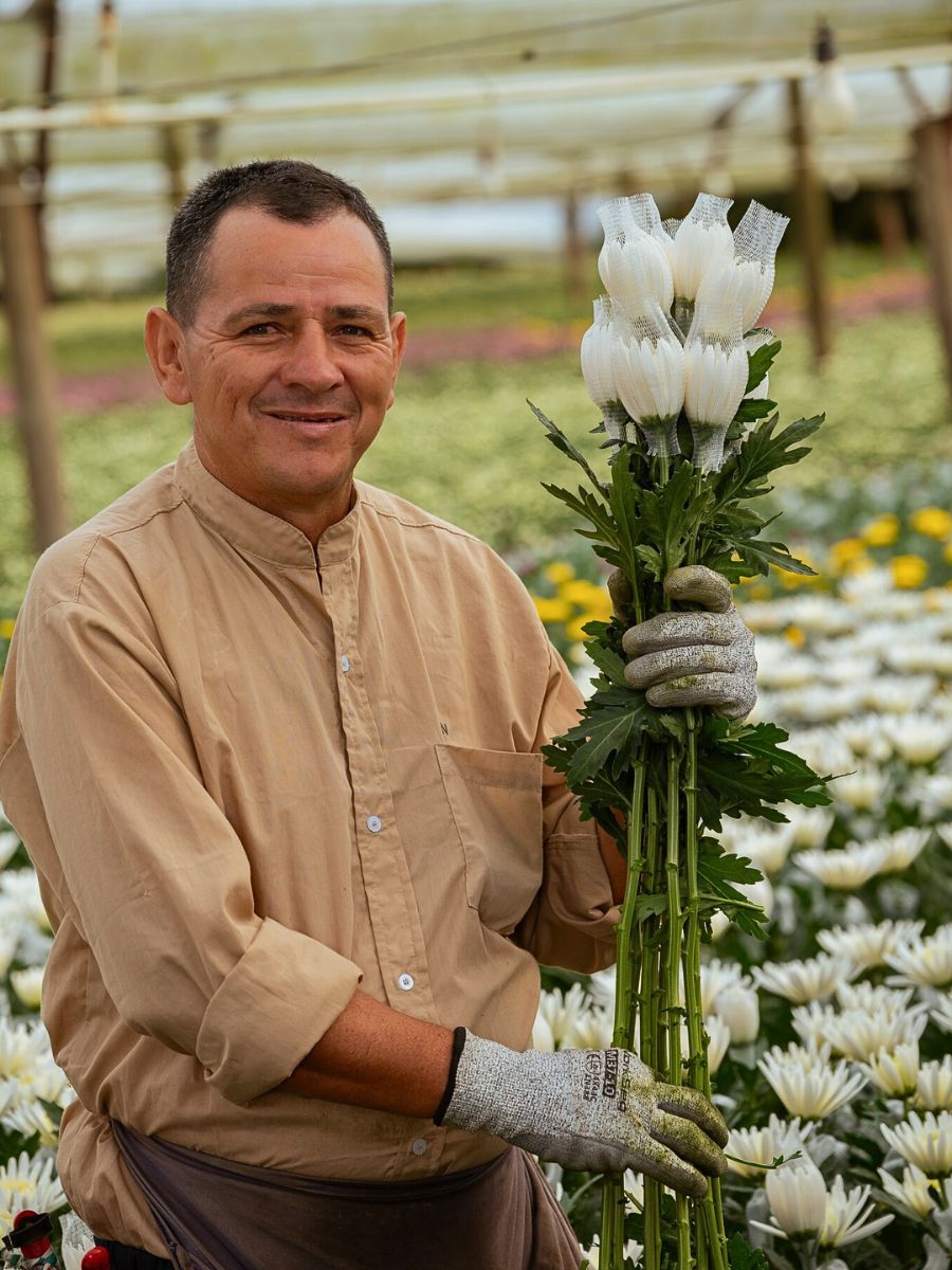 Chrysanthemum farming Permaculture Approach - Growing Sustainable Flowers in Harmony With Nature
