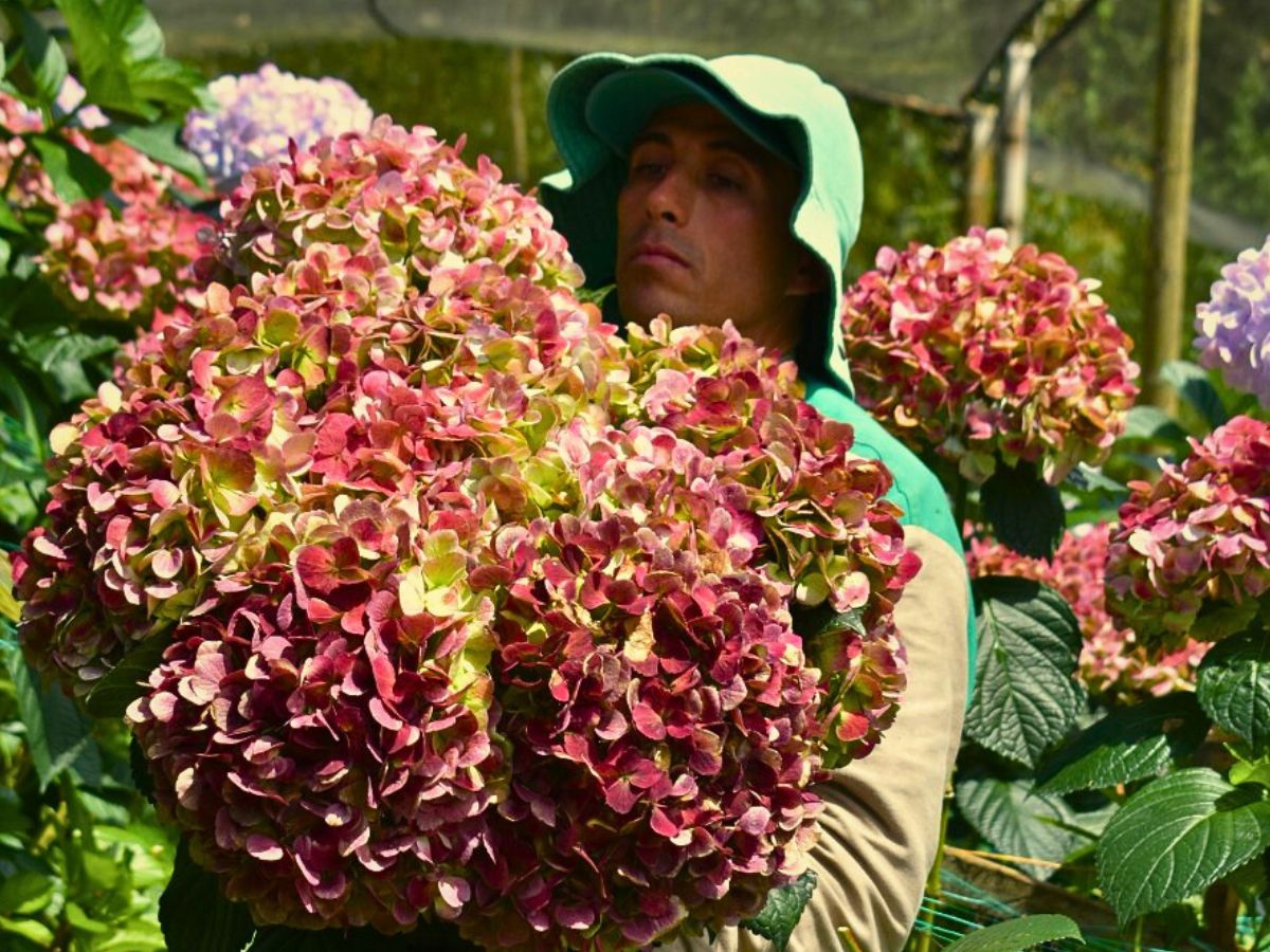 Hydrangea Permaculture Approach - Growing Sustainable Flowers in Harmony With Nature