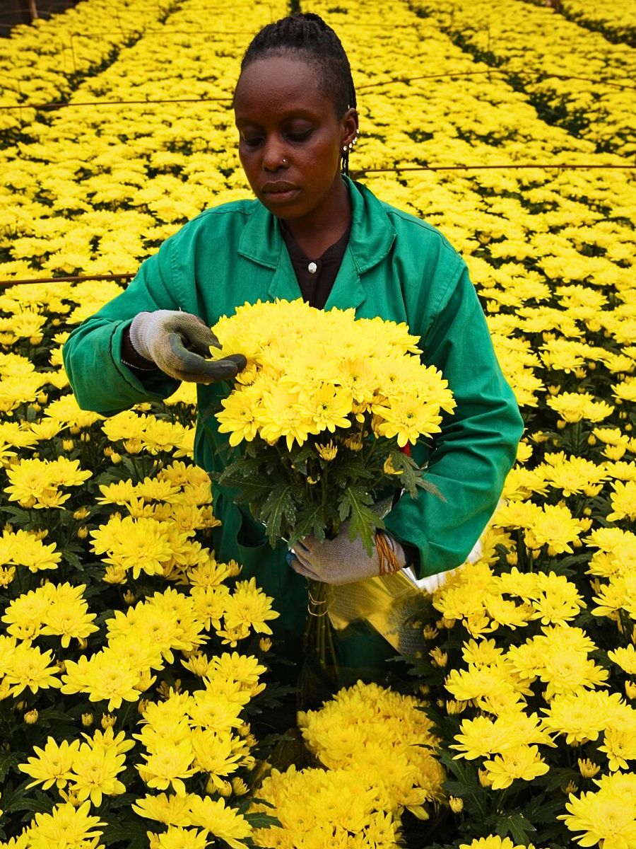 Chrysanthemum Permaculture Approach - Growing Sustainable Flowers in Harmony With Nature