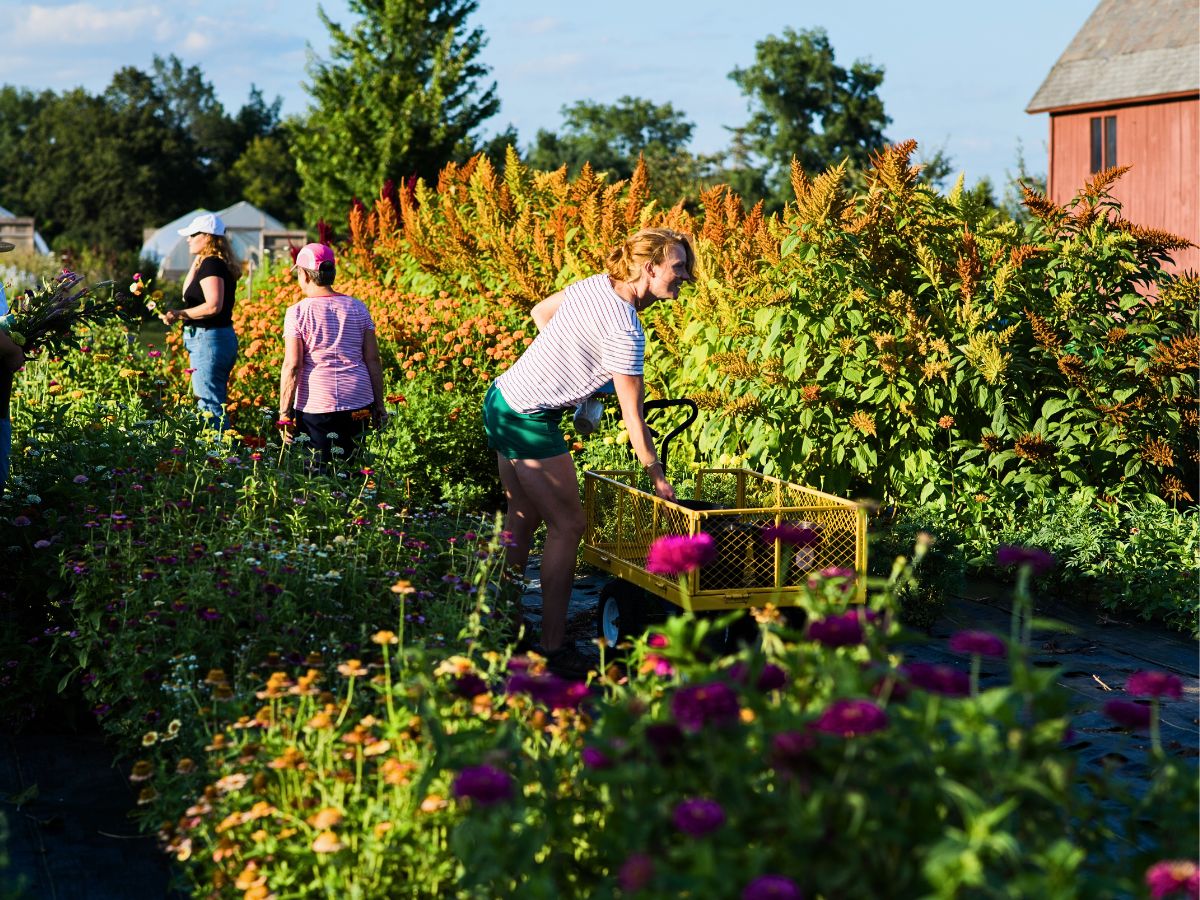 Flower farming Permaculture Approach - Growing Sustainable Flowers in Harmony With Nature