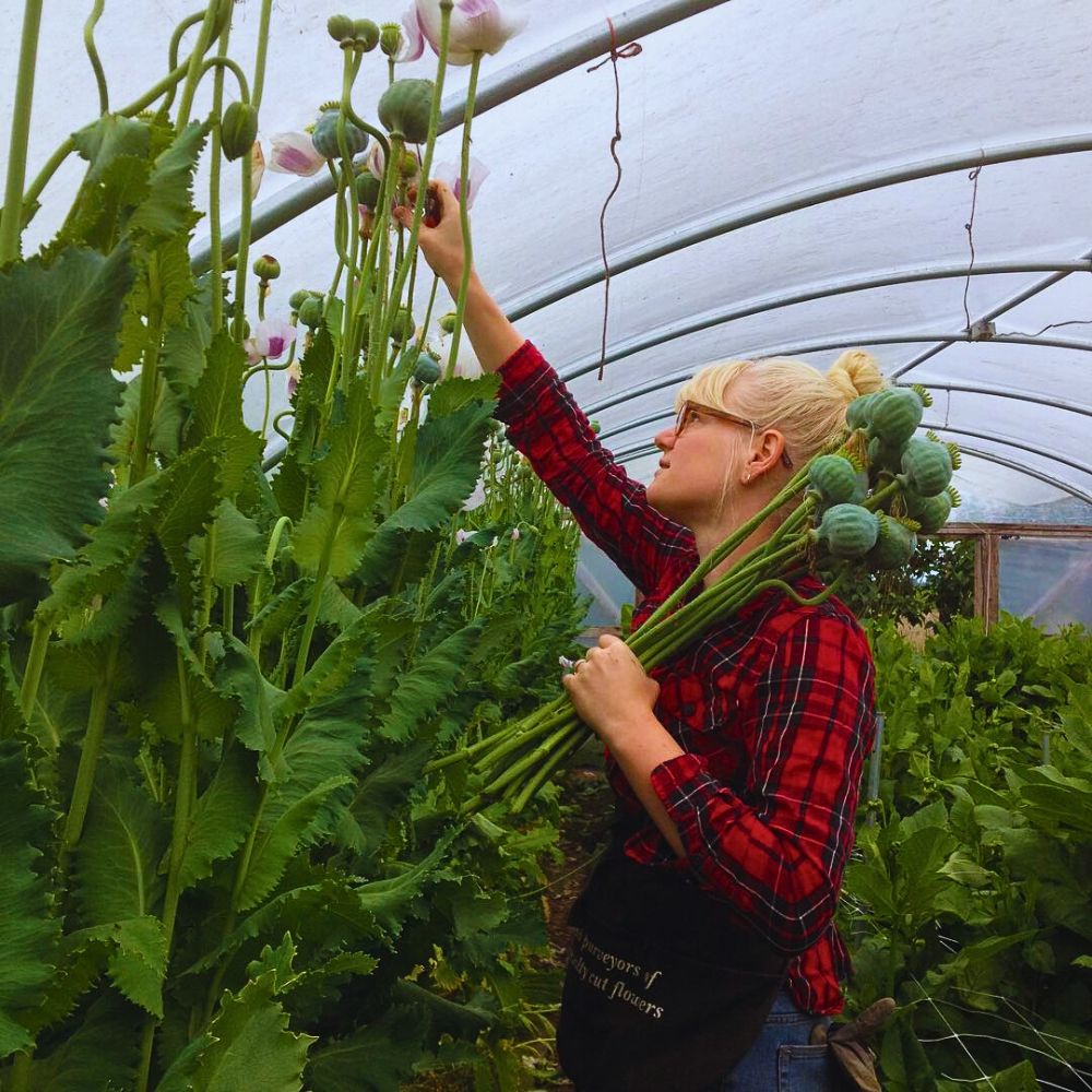 Picking poppy pods Permaculture Approach - Growing Sustainable Flowers in Harmony With Nature