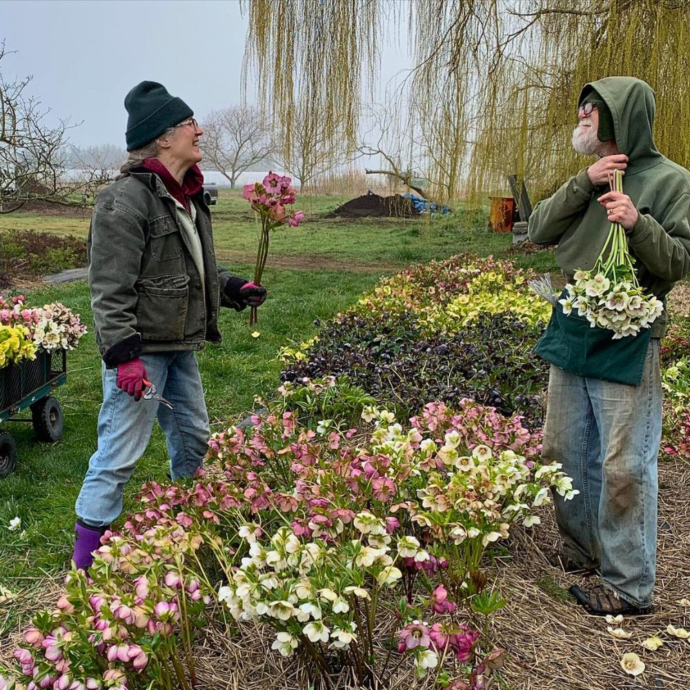 Hellebores Permaculture Approach - Growing Sustainable Flowers in Harmony With Nature