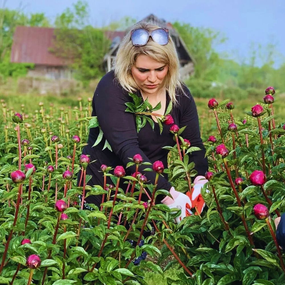 Growing peonies Permaculture Approach - Growing Sustainable Flowers in Harmony With Nature