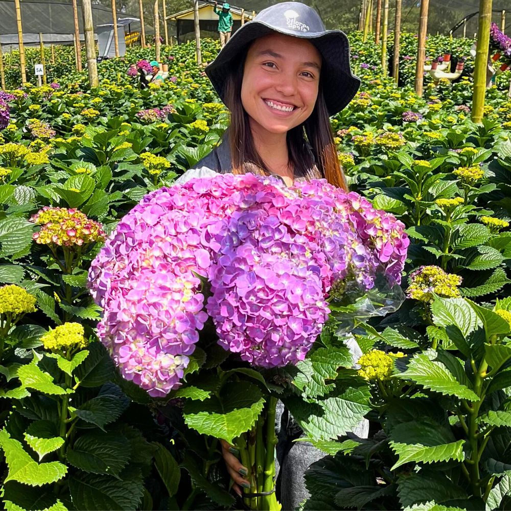 Hydrangea Permaculture Approach - Growing Sustainable Flowers in Harmony With Nature
