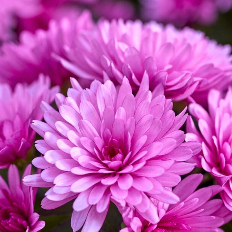 Multiflora PaX Chrysanthemums Pink by Royal Van Zanten Multiflora PaX Chrysanthemums Pink by Royal Van Zanten