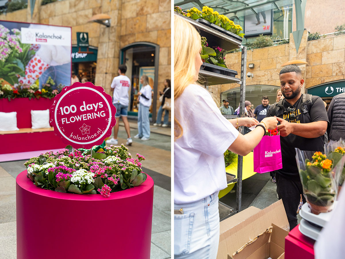 Kalanchoe promotion Rotterdam 100 Days flowering