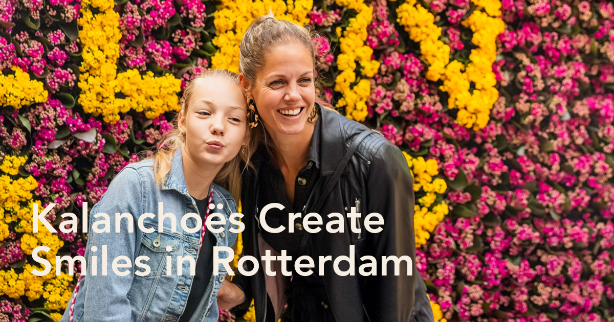 Kalanchoë Rotterdam promotion