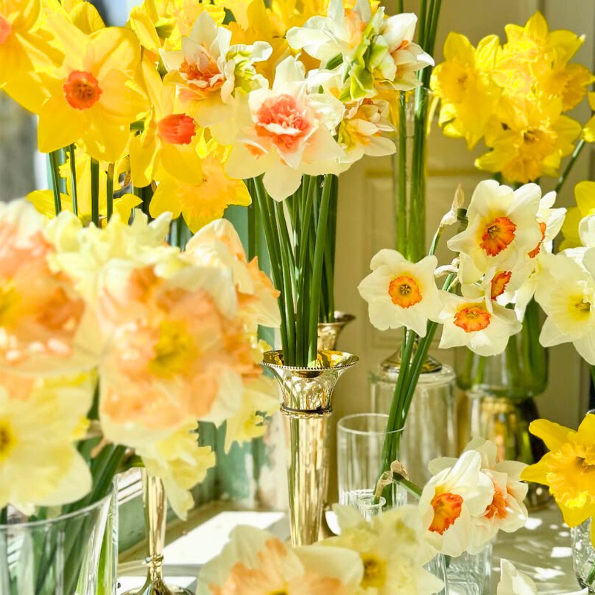 Bright yellow daffodils