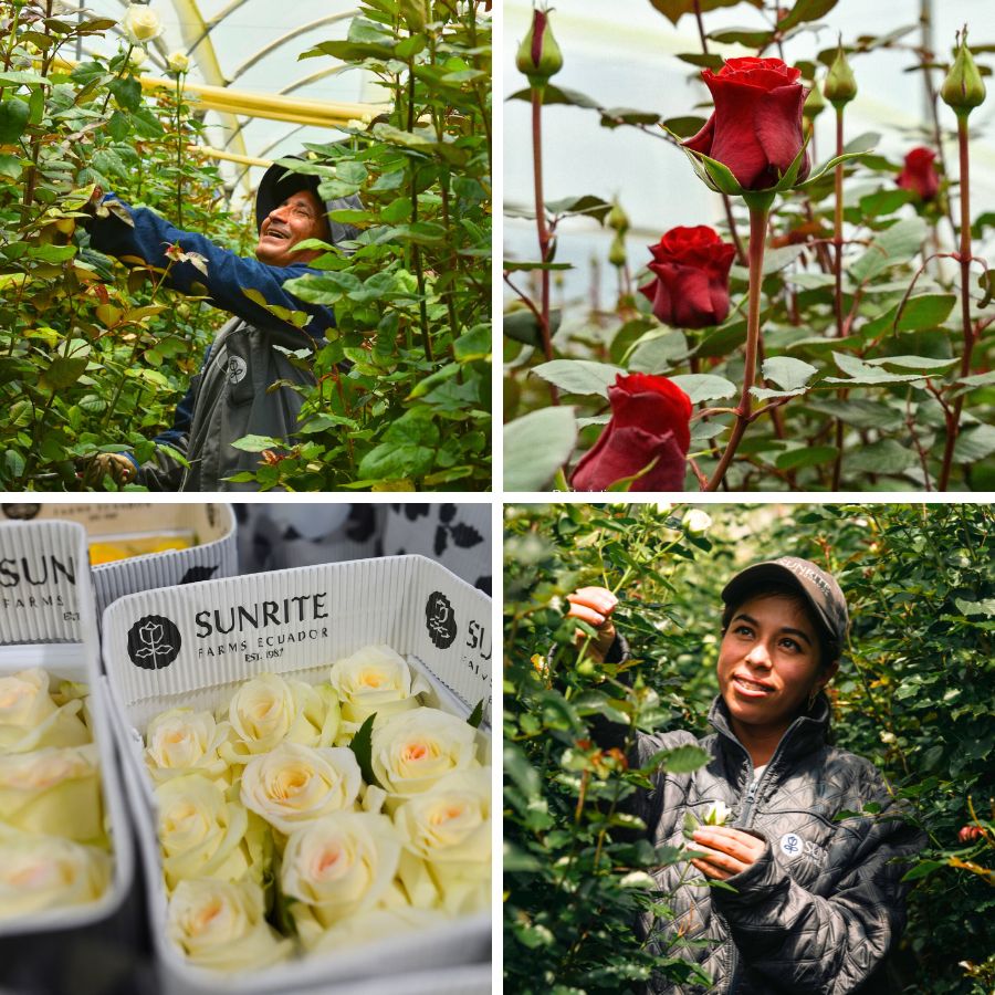 Sunrite Farms and their roses Sunrite Farms and their roses