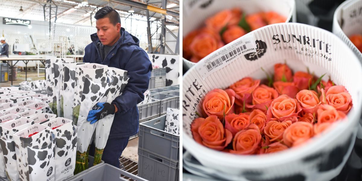Quality roses from Sunrite Farms