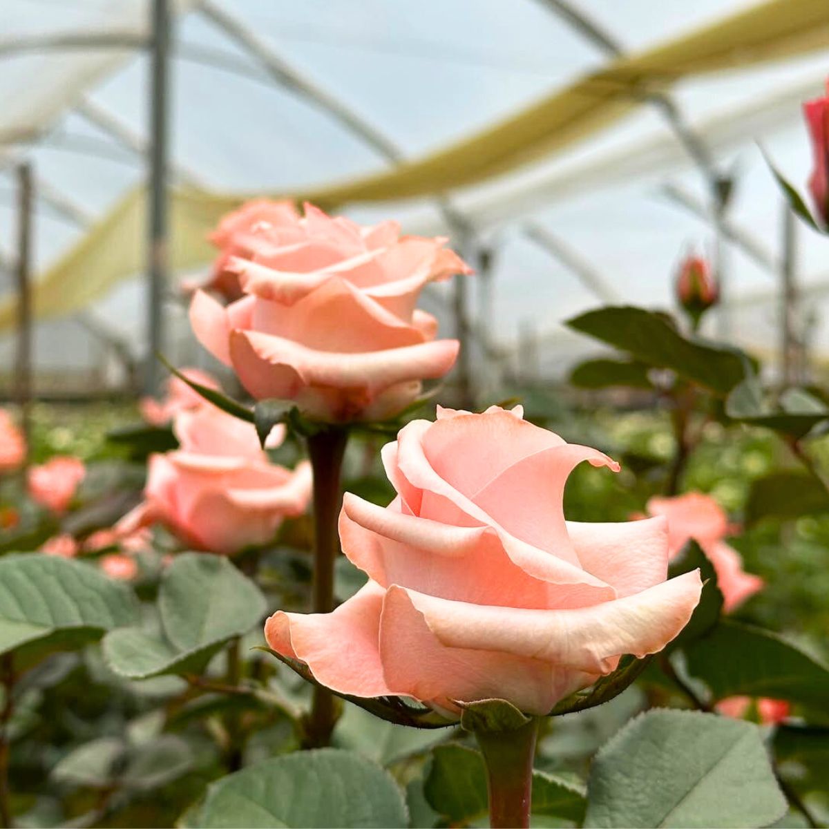 Light pink roses by Sunrite Farms