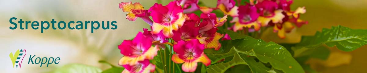 Banner KoppeBegonia Streptocarpus