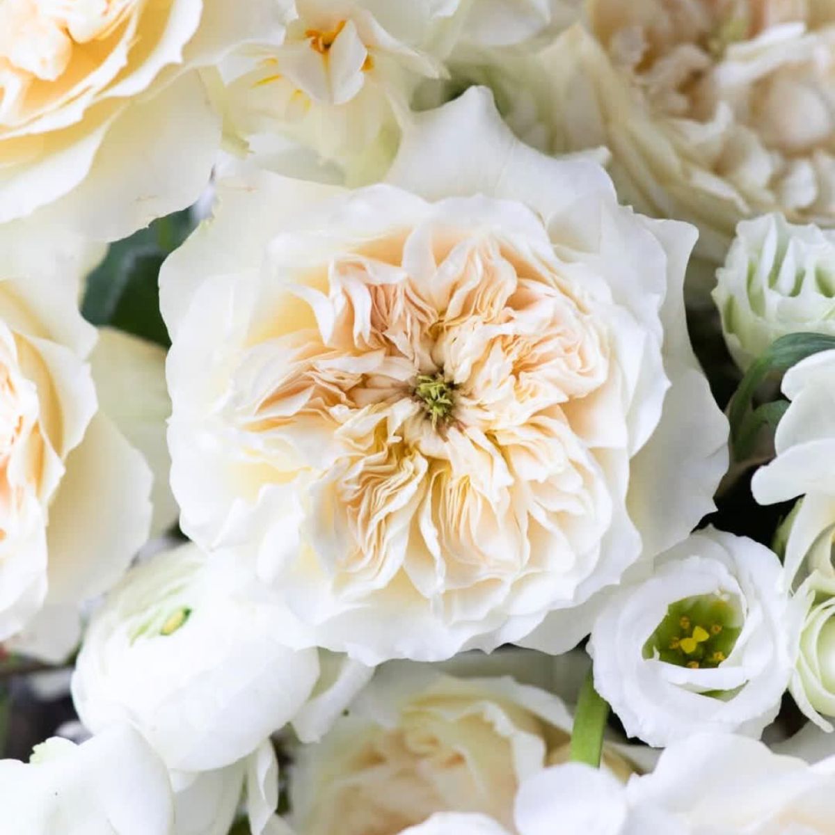Rose Enid by Alexandra Farms Rose Enid by Alexandra Farms
