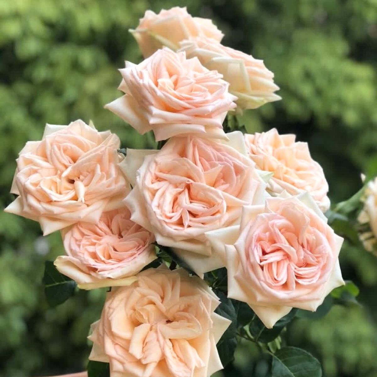 A closeup of peachy garden roses