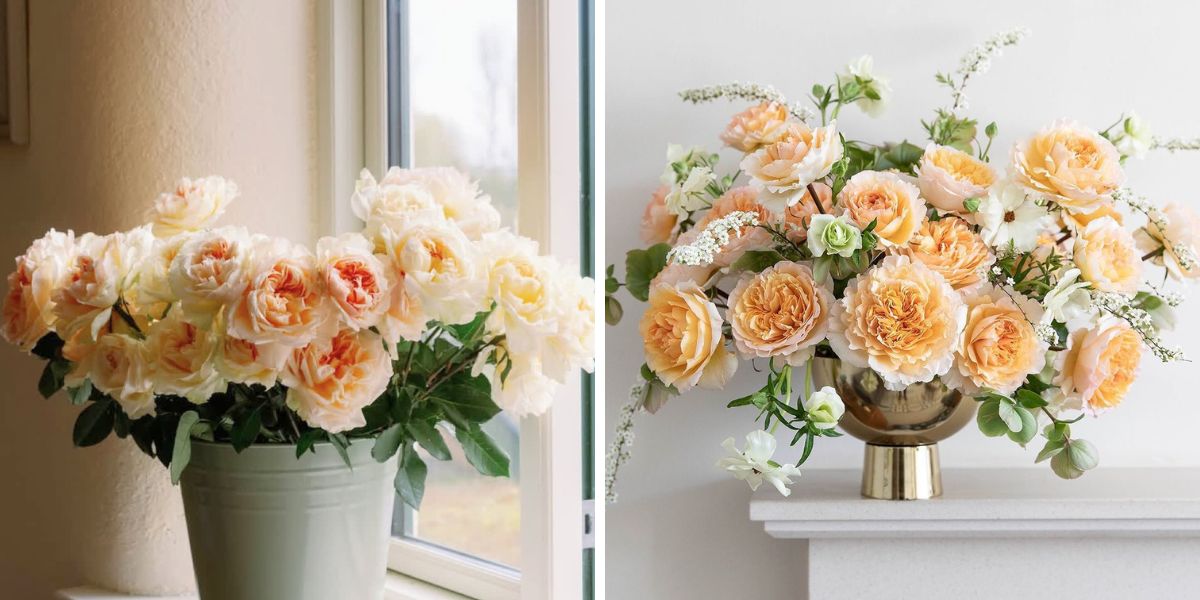 The beauty of garden roses The beauty of garden roses
