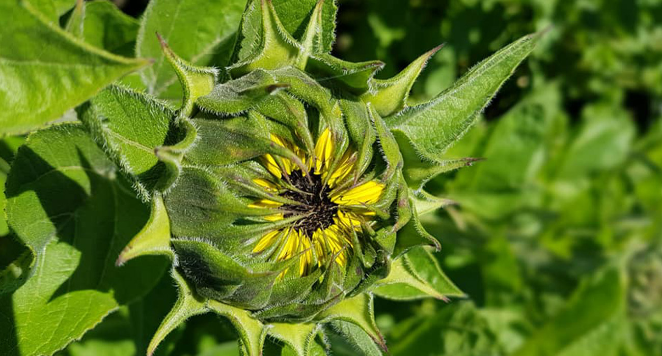 Daily Sunshine grower on Thursd header