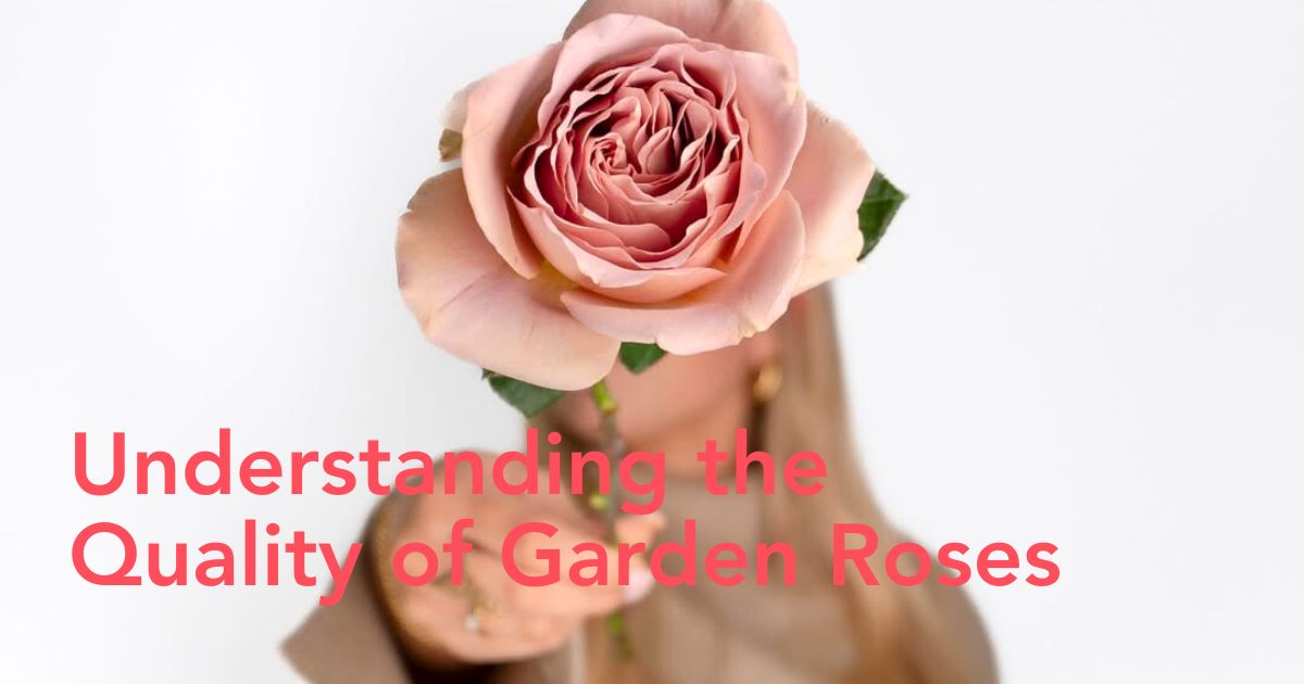 Zoom in of garden rose