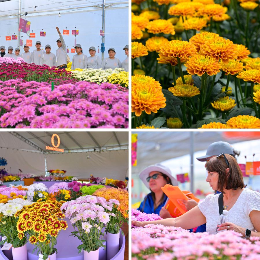 Moments during the Orange Festival by Dummen Moments during the Orange Festival by Dummen