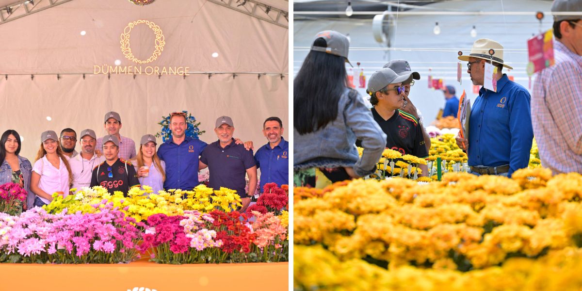 Chrysanthemum Week at Dummen Orange Latam