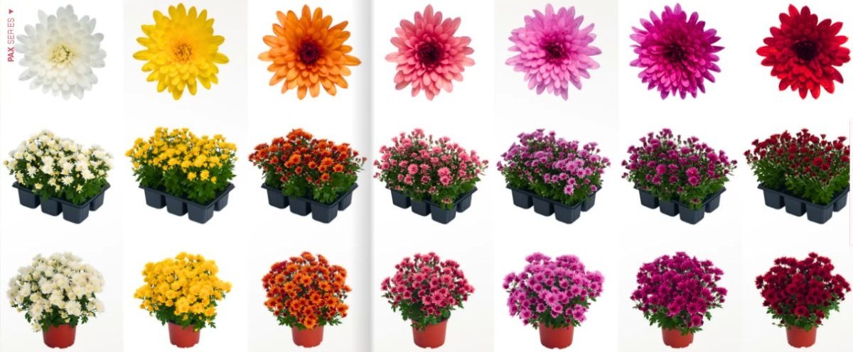 Multiflora PaX Chrysanthemums colors by Royal Van Zanten Multiflora PaX Chrysanthemums colors by Royal Van Zanten