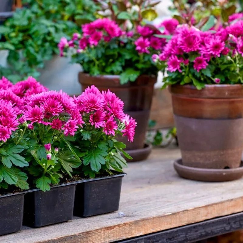 Multiflora PaX Chrysanthemums pink  by Royal Van Zanten