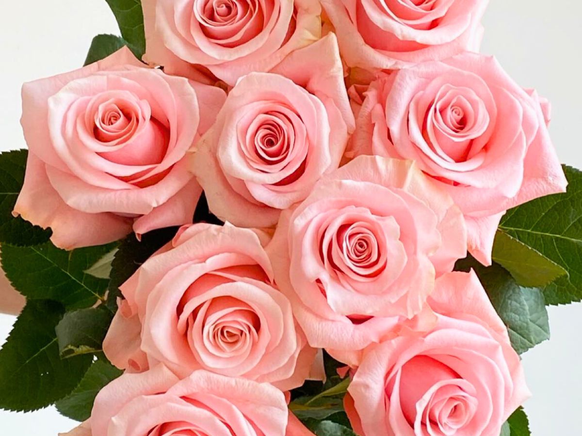 Pink Be Sweet Roses for Valentine by De Ruiter