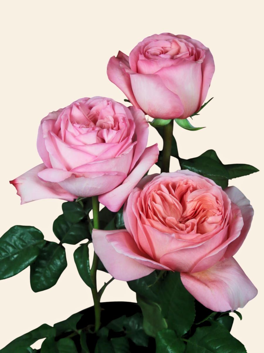 Pink X-Pression Roses by De Ruiter for Valentine