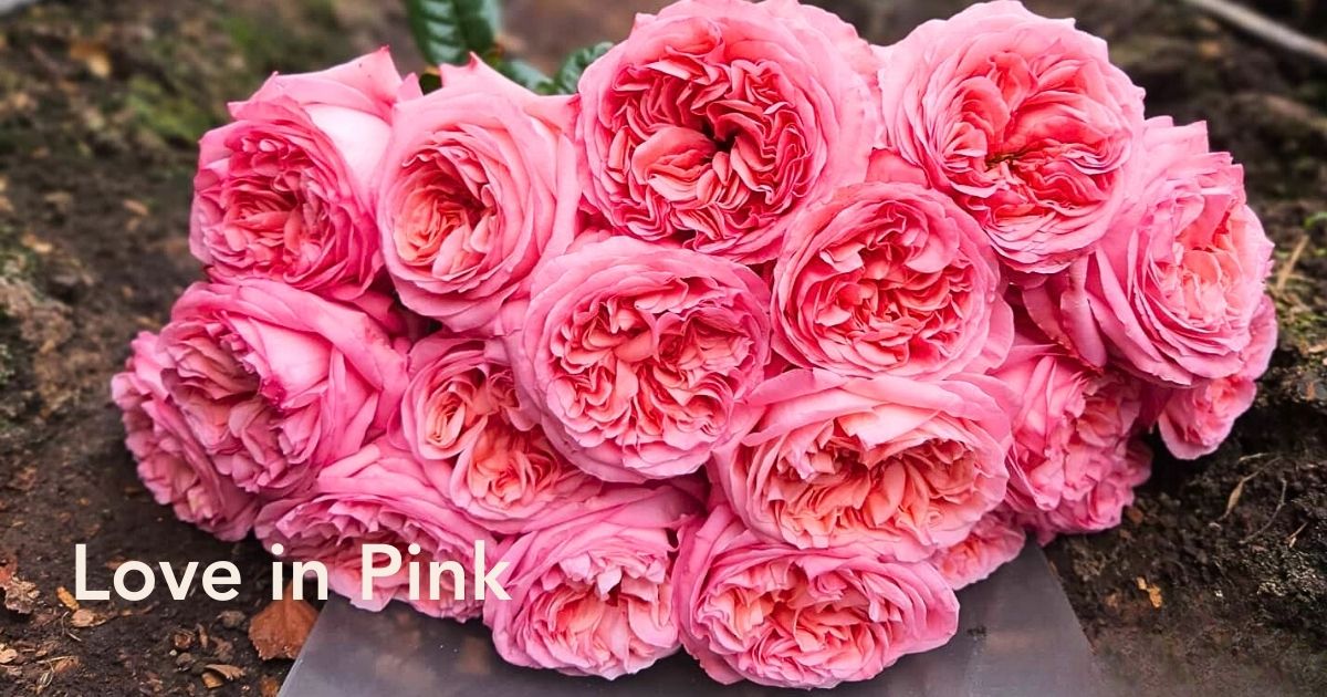 Header Pink Roses for Valentine