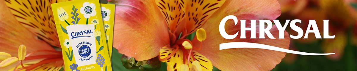 Banner ChrysalAlstroemeria