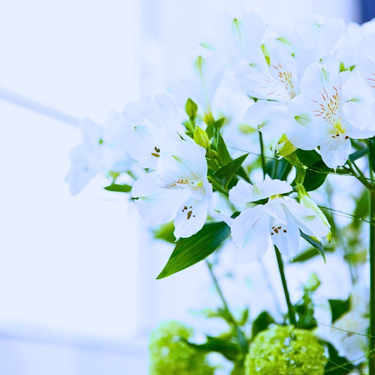 The bright white Alstroemeria Mistral