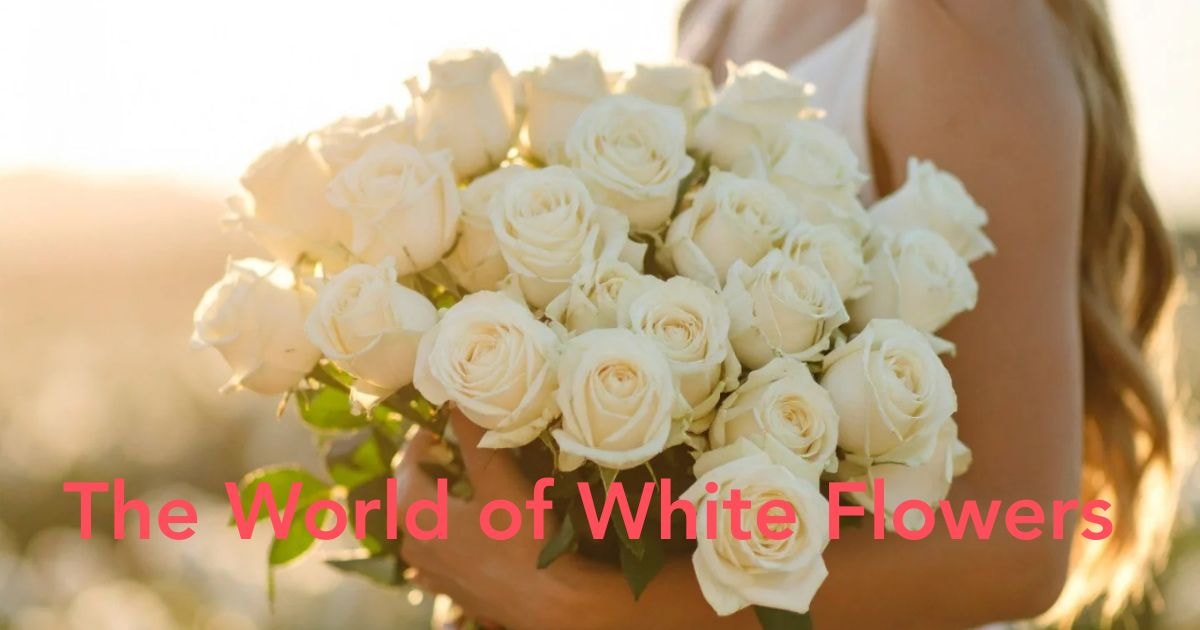 white flowers meaning - Thursd Article Header Image